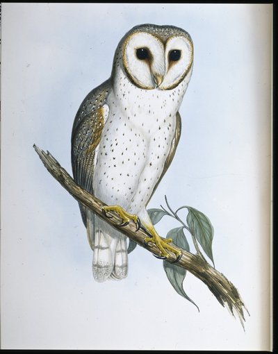 Jemná sova (Strix Delicatulis) (ručně barvené lito) od John (after) Gould