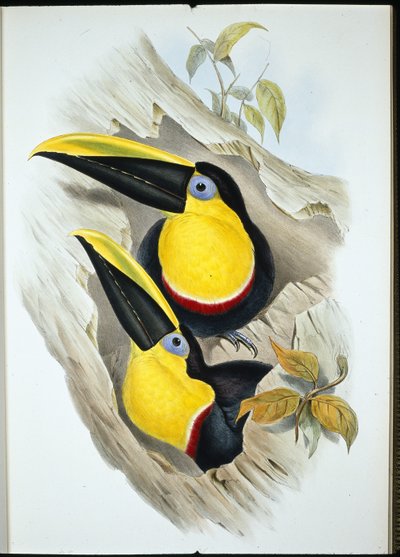 Tukan pochybný (Ramphastos Ambiguus) (ručně barvené lito) od John (after) Gould