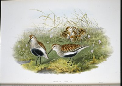 Dunlin (Pelidna Cinclus) (ručně barvené lito) od John (after) Gould