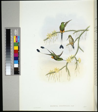 Ekvádorský Raket-tail (spathura solstitialis) (ručně barvený litho) od John (after) Gould