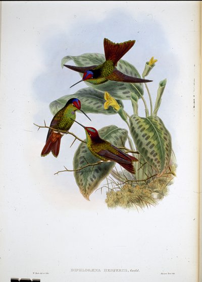 Ekvádorská duha (Diphagane Hesperus) (ručně barvené lito) od John (after) Gould