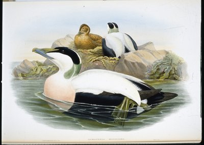 Kajka kajka (Somateria Mollissima) (ručně barvené lito) od John (after) Gould