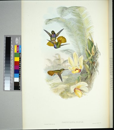 Eliciin zlatý ocas (chrysuronia eliciae) (ručně barvené lito) od John (after) Gould
