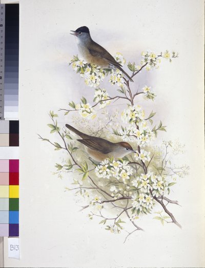Černohlavec evropský (Sylvia atricapilla) (ručně barvené lito) od John (after) Gould
