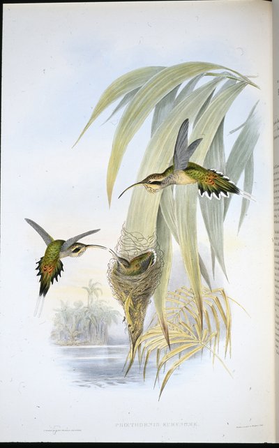 Eurynome Hermit (Phaethornis Eurynome) (ručně barvené lito) od John (after) Gould