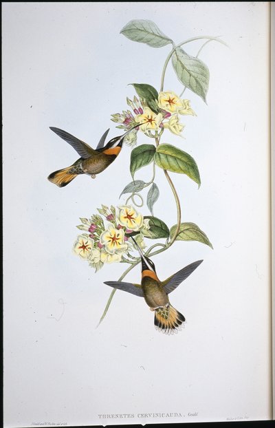 Kolibřík kolouchý (Threnetes Cervinicauda) (ručně barvený litho) od John (after) Gould
