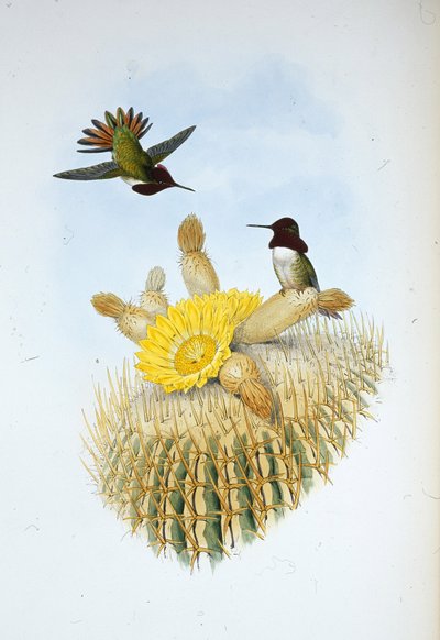 Plameňák Floresiho (Selasphorus floresii) (ručně kolorovaná litografie) od John (after) Gould
