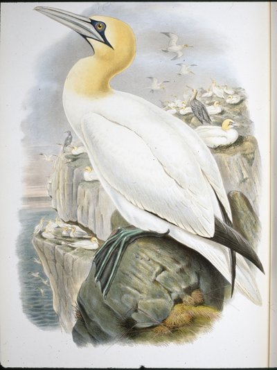 Ganet (Sula Bassana) (ručně barvené lito) od John (after) Gould
