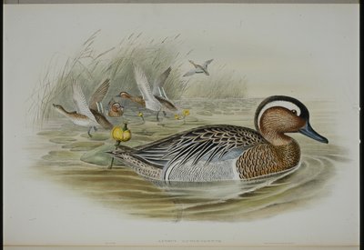 Garganey (Querquedula Circa) (ručně barvené lito) od John (after) Gould