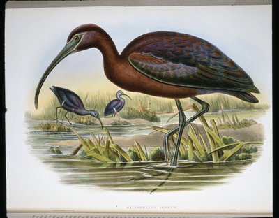 Lesklý kozorožec (Falcinellus Igneus) (barevná rytina) od John (after) Gould