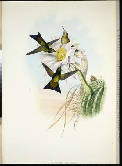 Pýchavka svítící (Eriocnemis Vestitus) (ručně kolorovaná litografie) od John (after) Gould