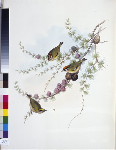 Goldcrest (Ragels Regles) (Ručně Cubed Litho) od John (after) Gould
