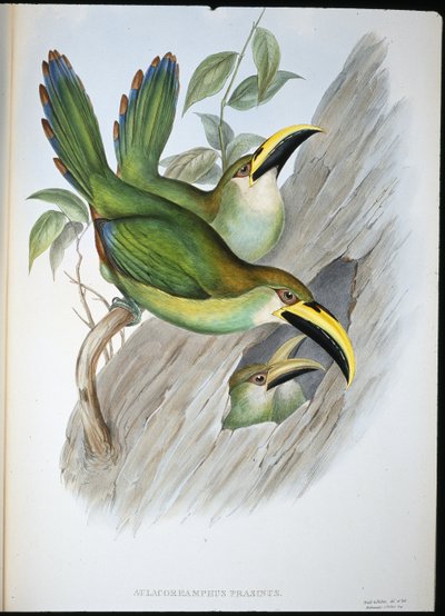 Tukan zlatozelený (Aulacoramphus Prasinus) (ručně barvený litho) od John (after) Gould