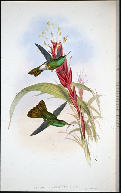 Plumeleteer zlatoocasý (Hypuroptila Urochrysia) (ručně barvený litho) od John (after) Gould