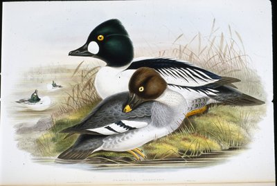 Zlaté oko (Clangula Glaucion) (ručně barvené lito) od John (after) Gould