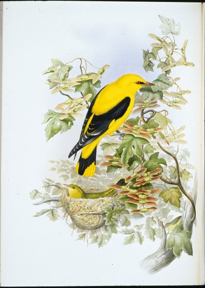 Žluva zlatá (Oriolus Galbula) (ručně barvené lito) od John (after) Gould