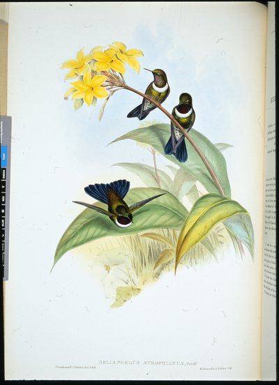 Gorgeted Sun Angel (Heliangelus Strophianus) (ručně barvené lito) od John (after) Gould