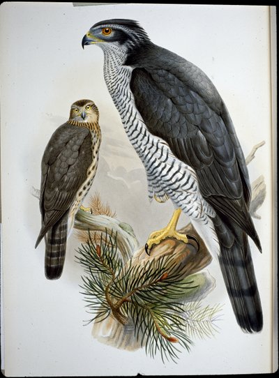 Jestřáb (Astur Palumbarius) (ručně barvené lito) od John (after) Gould
