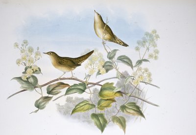 Kobylka (Locustella Auicula) (ručně barvené lito) od John (after) Gould