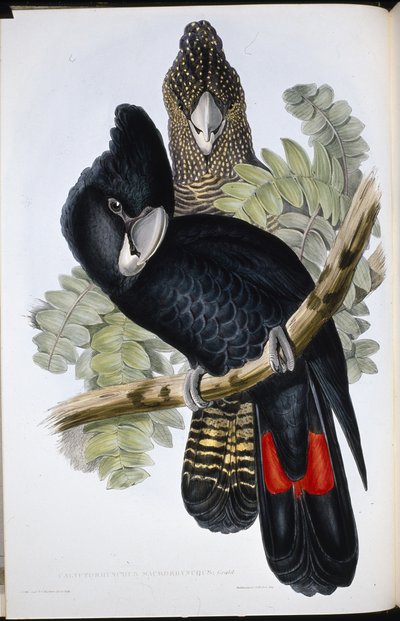 Kakadu černý (Calyptorhynchus Macrorhynchus) (ručně barvené litho) od John (after) Gould