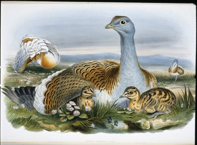 Drop velký (Otis Tarda) (ručně barvené lito) od John (after) Gould