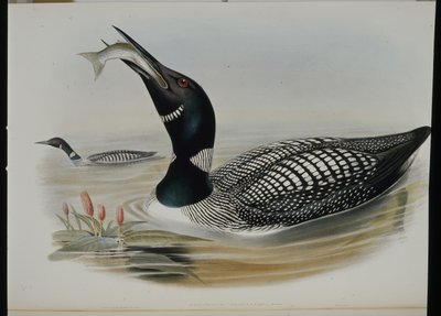 Velký severní potápěč (Colymbus Glacialis) (ručně kolorovaný litho) od John (after) Gould