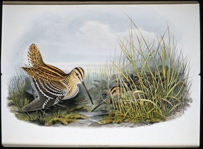 Bekasina velká (Gallinaco Major) (ručně kolorovaná litografie) od John (after) Gould