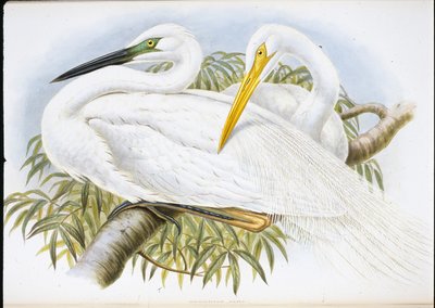 Volavka bílá (Herodias Alba) (ručně kolorovaná lito) od John (after) Gould