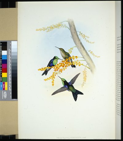 Zelenokorunovaní Panoplites (thalurania verticeps) (ručně barvené lito) od John (after) Gould