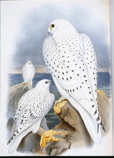 Grónský sokol (Falco Candicans) (ručně barvené lito) od John (after) Gould