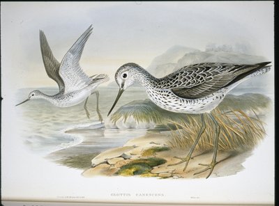 Greenshank (Glottis Canescens) (ručně barvené lito) od John (after) Gould