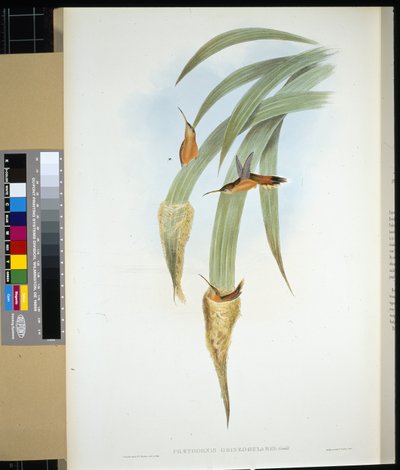 Poustevník šedohrdlý (phaethornis griseogularis) (ručně barvený litho) od John (after) Gould