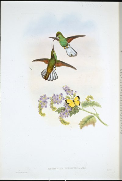 Gray Stripetail (Eupherusa Poliocerca) (ručně barvené litho) od John (after) Gould