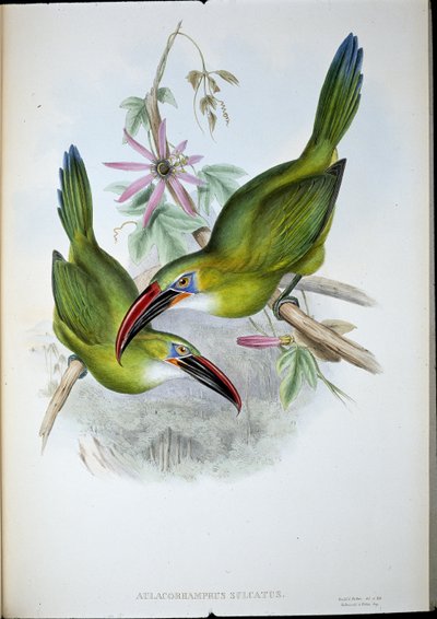 Tukan Groove-Bill (Aulacorhamphus Sulcatus) (ručně barvené lito) od John (after) Gould