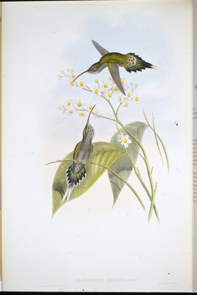 Poustevník chlupatý (Phaethornis Hispidus) (ručně barvené litho) od John (after) Gould