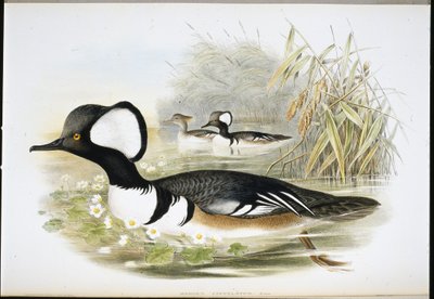 Merganer s kapucí (Mergus Cucullatus) (ručně barvený litho) od John (after) Gould