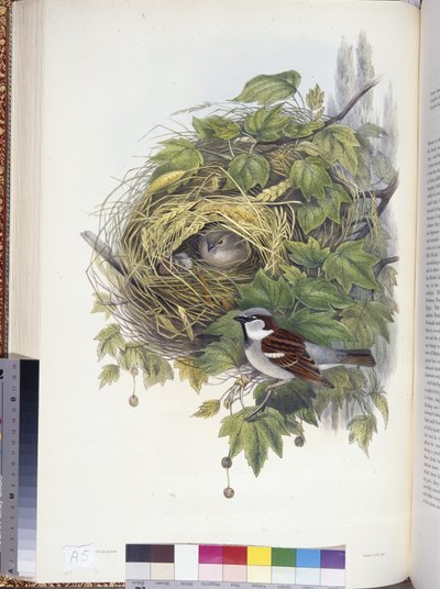 Vrabec domácí (Passer domesticus) (ručně barvené lito) od John (after) Gould