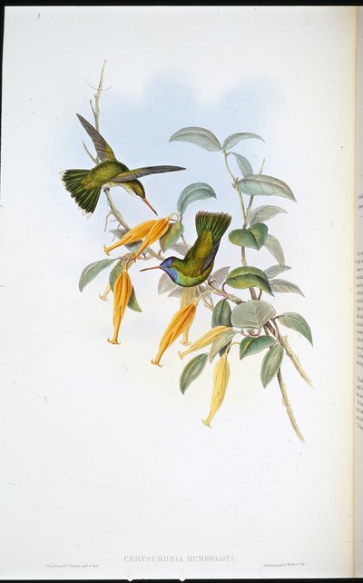Humboldtův kolibřík (Chrysuronia Humboldti) (ručně kolorovaný litho) od John (after) Gould