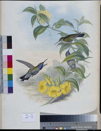 Kolibříci (Delattria Clemenciae) (ručně barvené lito) od John (after) Gould