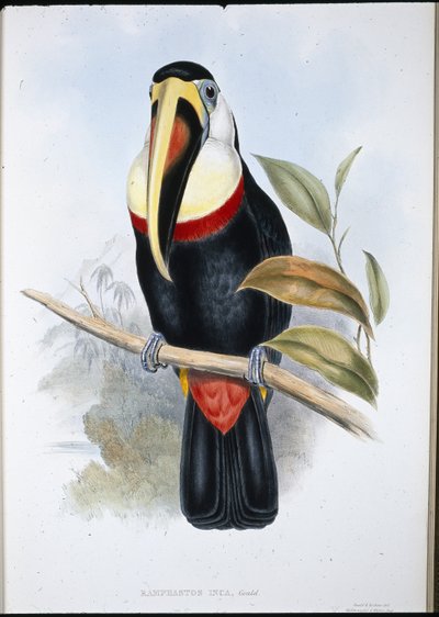 Tukan Inků (Ramphastos inica) (ručně barvené lito) od John (after) Gould
