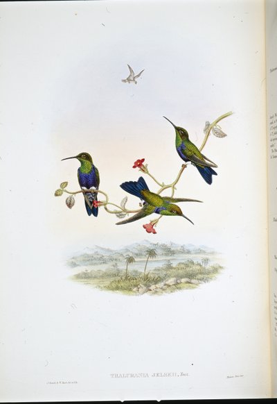 Jelského dřevěná nymfa (Thalurania Jelskii) (ručně barvená lito) od John (after) Gould