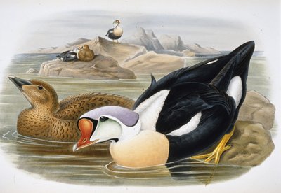 Kachna královská (Somateria Spectabilis) (ručně barvené lito) od John (after) Gould