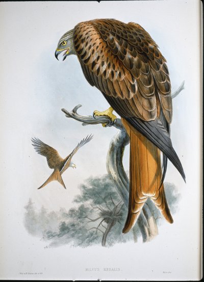 Dračí drak (Milvus Regalis) (barevná rytina) od John (after) Gould