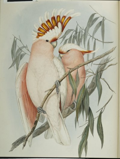 Kakadu olovnatý (Cacatua Leadbeateri) (ručně barvené lito) od John (after) Gould