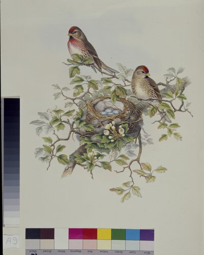 Lesser Redpoll (Aegisthus Rufescens) (ručně barvené lito) od John (after) Gould