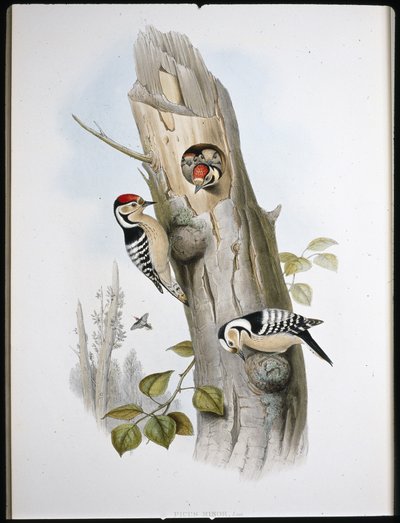 Strakapoud malý (Picus Minor) (ručně barvené lito) od John (after) Gould