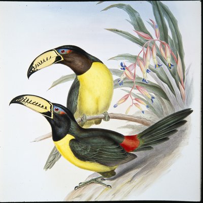 Tukan aracariský (Pteroglossus Inscriptus) (ručně kolorovaný lito) od John (after) Gould