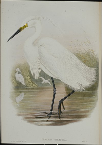 Volavka malá (Egretta Garzetta) (ručně kolorovaná lito) od John (after) Gould