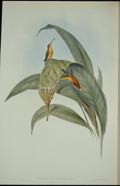 Malý poustevník (Phaethornis eremita) (ručně barvené litho) od John (after) Gould