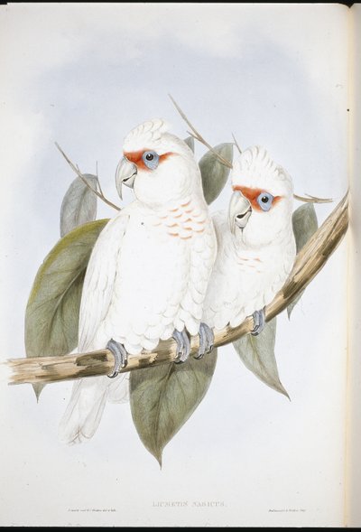 Kakadu dlouhozobý (Licmetis Nasicus) (ručně barvené litho) od John (after) Gould